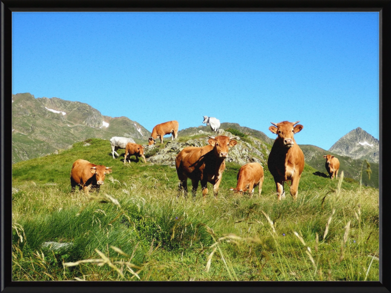Ariege's Cows - Great Pictures Framed