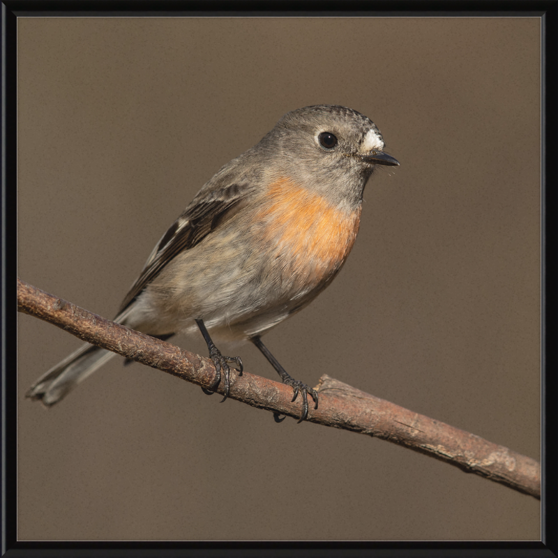 Scarlet Robin female - Blackheath - Great Pictures Framed