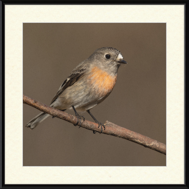 Scarlet Robin female - Blackheath - Great Pictures Framed