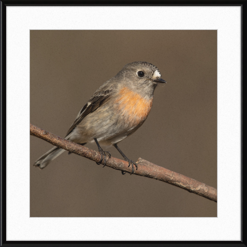 Scarlet Robin female - Blackheath - Great Pictures Framed