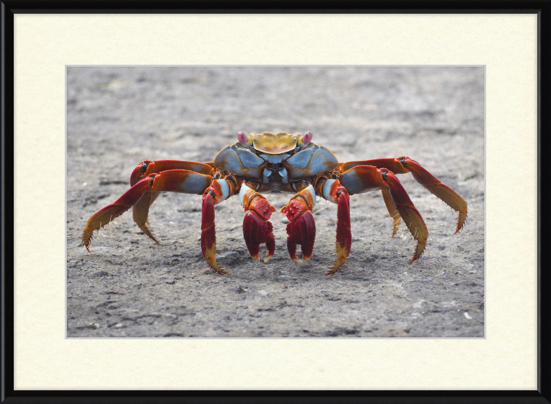 Sally Lightfoot Crab - Great Pictures Framed