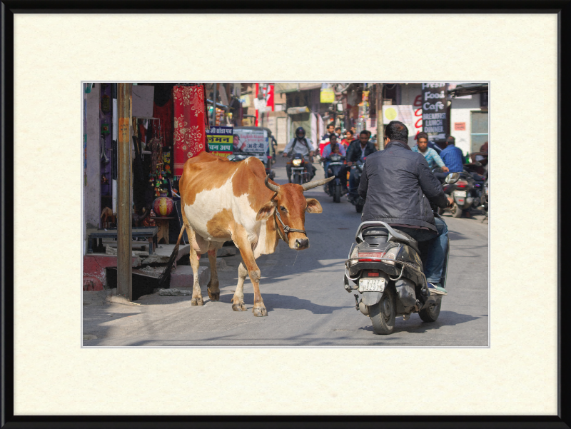 A Cow on the Streets of Udaipur - Great Pictures Framed