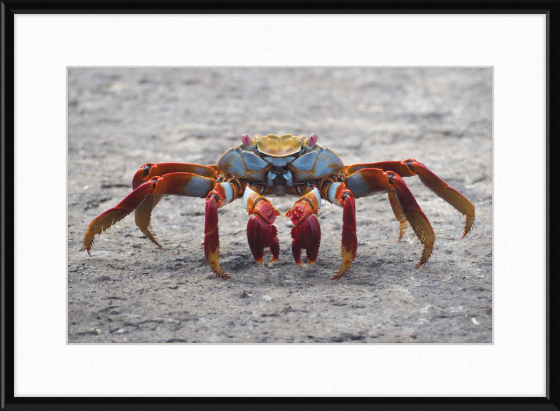 Sally Lightfoot Crab - Great Pictures Framed