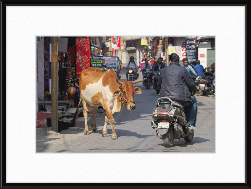 A Cow on the Streets of Udaipur - Great Pictures Framed