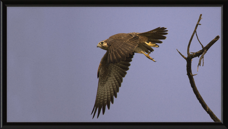Laggar Falcon in Flight - Great Pictures Framed