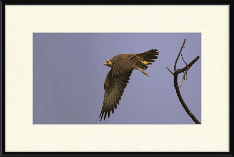 Laggar Falcon in Flight - Great Pictures Framed