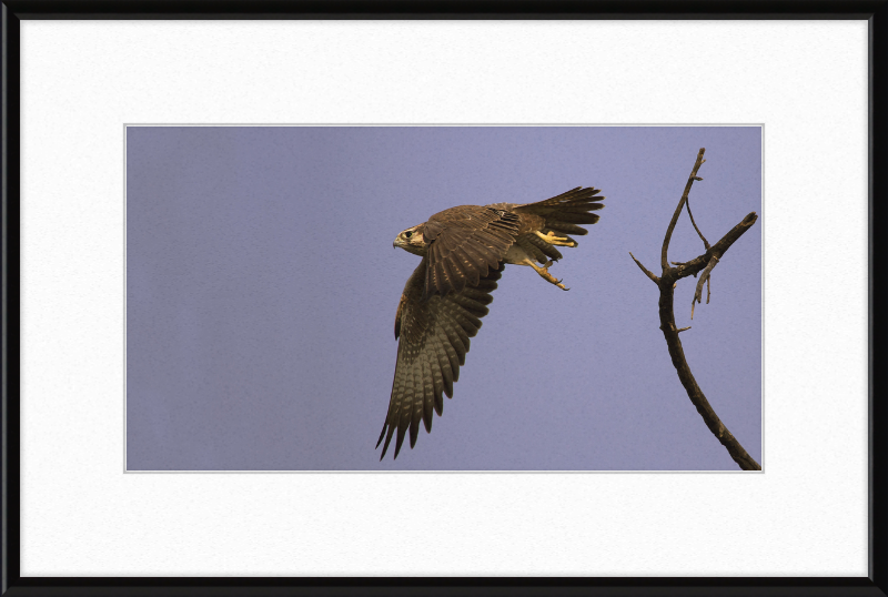 Laggar Falcon in Flight - Great Pictures Framed