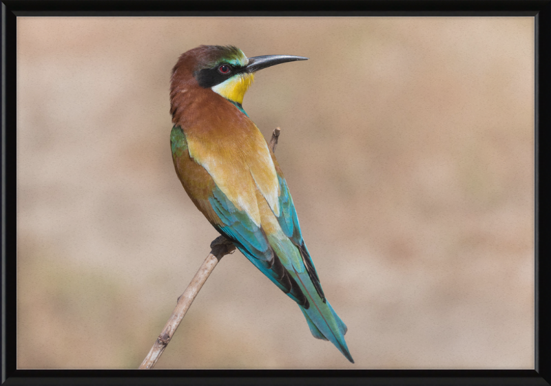European Bee-eater - Great Pictures Framed