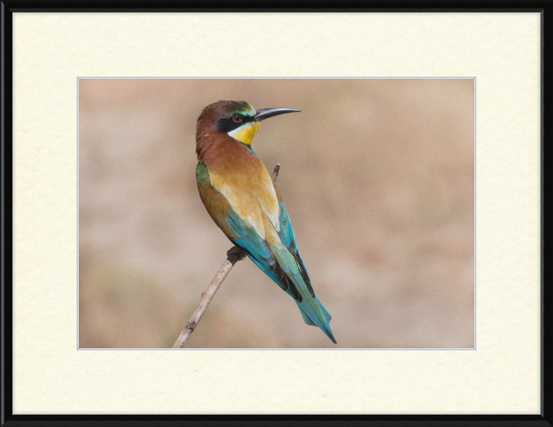 European Bee-eater - Great Pictures Framed