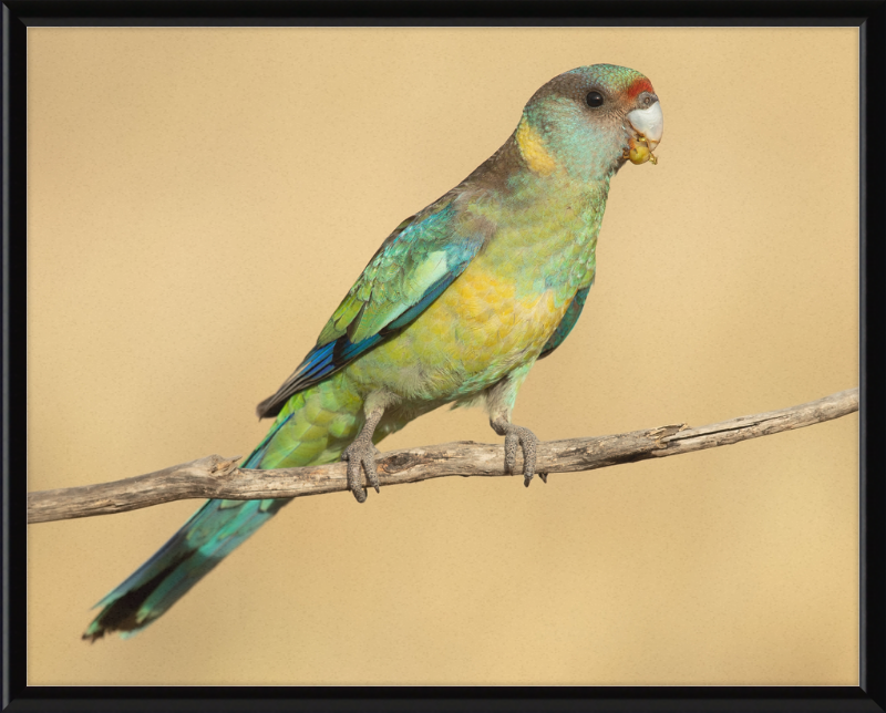 Mallee ringneck - Patchewollock Conservation Reserve - Great Pictures Framed