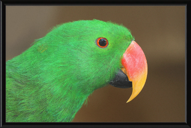 Eclectus Roratus - Great Pictures Framed
