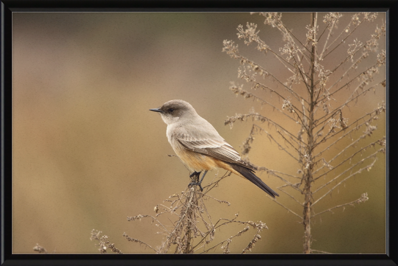 Sayornis Saya - Great Pictures Framed