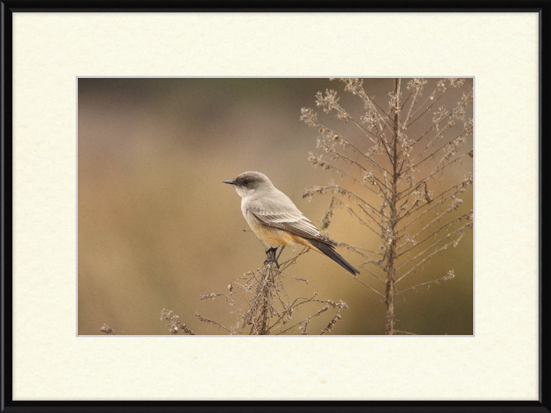 Sayornis Saya - Great Pictures Framed