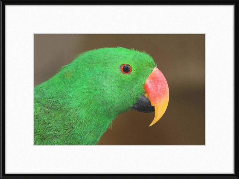 Eclectus Roratus - Great Pictures Framed
