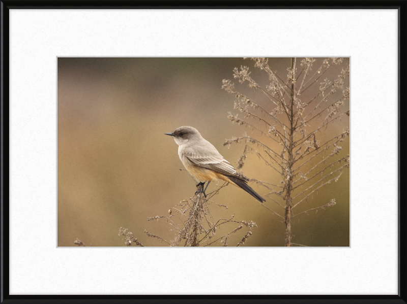 Sayornis Saya - Great Pictures Framed