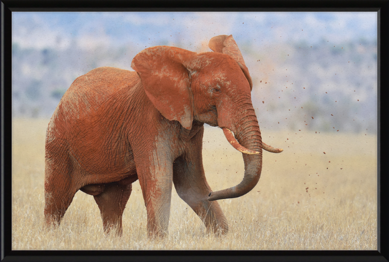 Red Elephant in Dirt - Great Pictures Framed