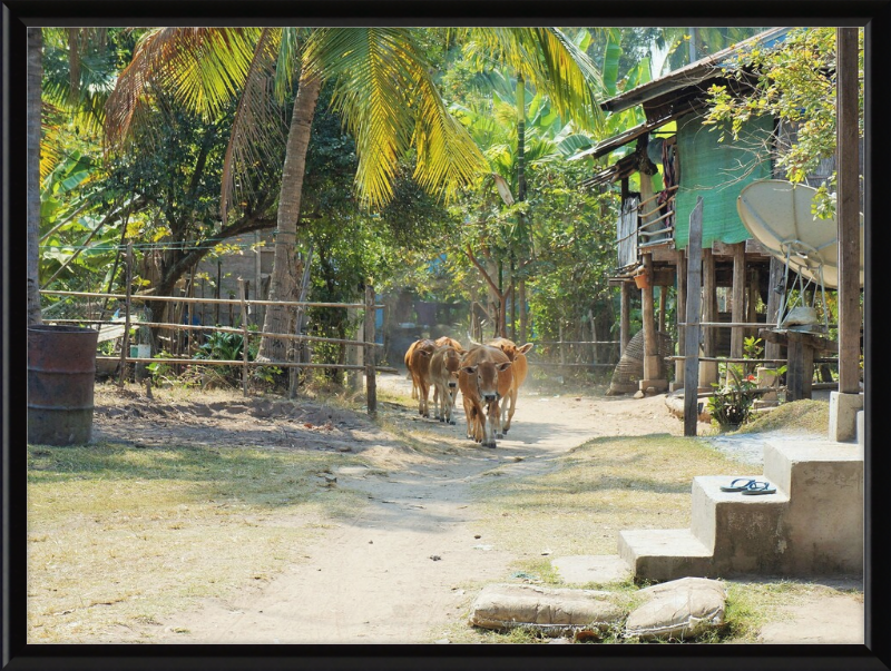 Ile de KHONG in Laos - Great Pictures Framed