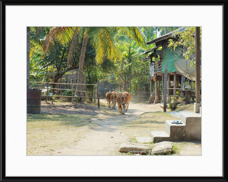Ile de KHONG in Laos - Great Pictures Framed
