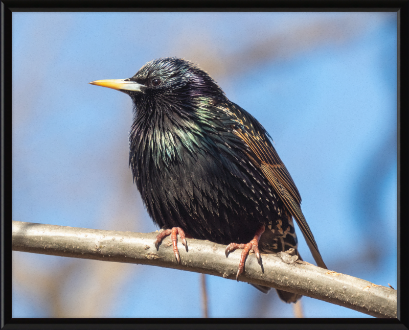 European Starling - Great Pictures Framed