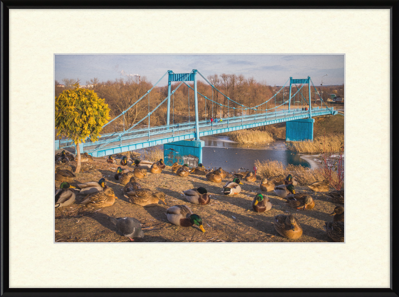 Ducks on the Embankment - Great Pictures Framed