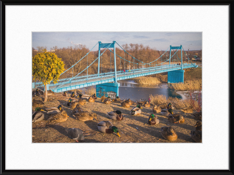 Ducks on the Embankment - Great Pictures Framed