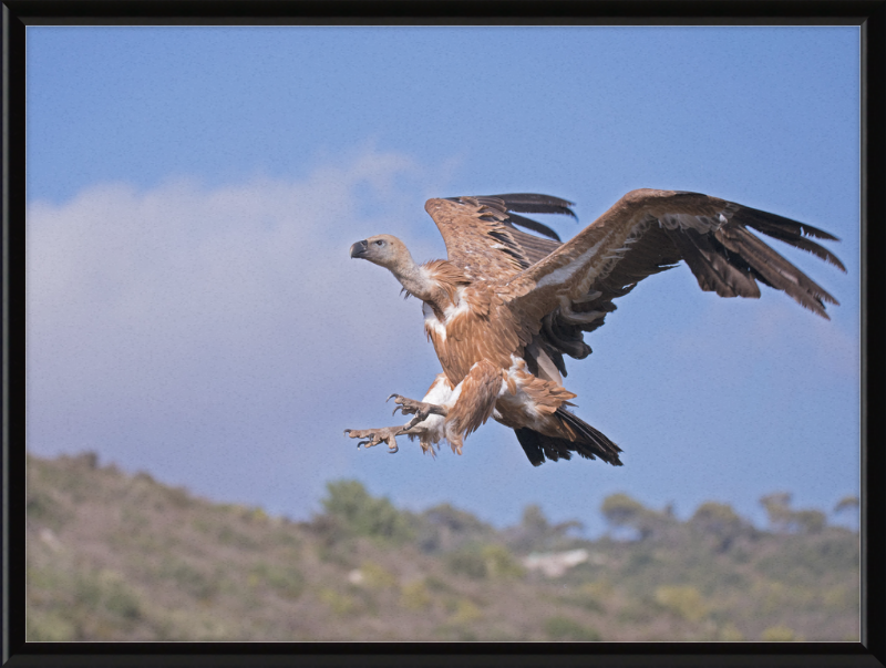 The Flight of a Griffon - Great Pictures Framed