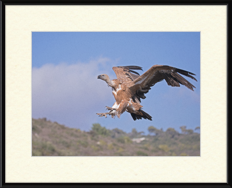 The Flight of a Griffon - Great Pictures Framed