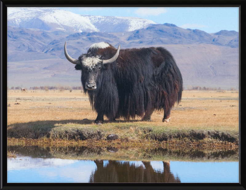Sarlyk Yak - Great Pictures Framed