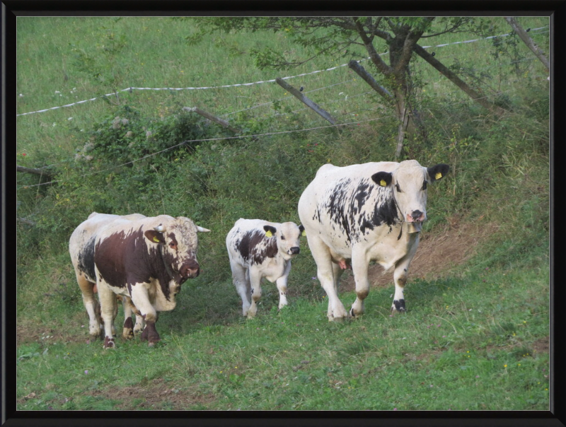 Cows on a Hill near Frankenfelsberg, Austria - Great Pictures Framed