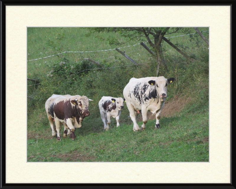 Cows on a Hill near Frankenfelsberg, Austria - Great Pictures Framed