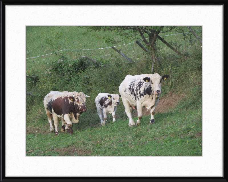 Cows on a Hill near Frankenfelsberg, Austria - Great Pictures Framed