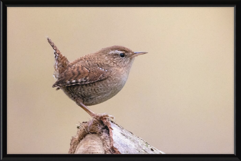 Eurasian Wren - Great Pictures Framed