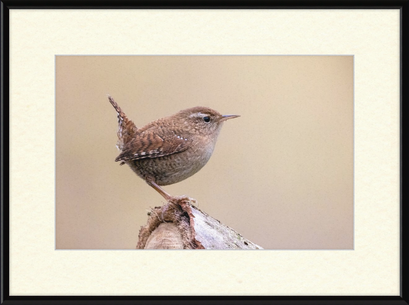Eurasian Wren - Great Pictures Framed