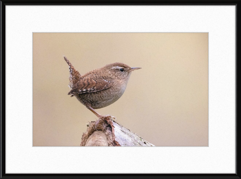 Eurasian Wren - Great Pictures Framed