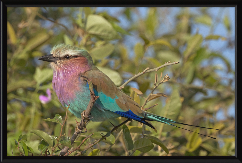 Lilac-Breasted Roller (Coracias Caudatus Caudatus) Botswana - Great Pictures Framed