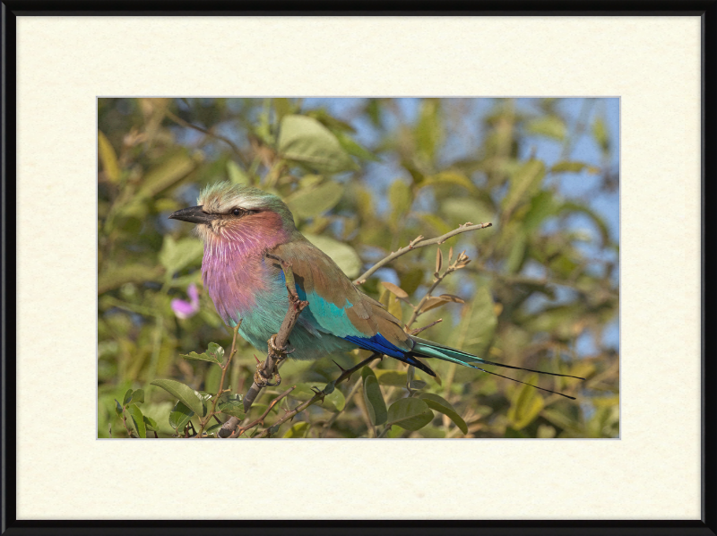 Lilac-Breasted Roller (Coracias Caudatus Caudatus) Botswana - Great Pictures Framed