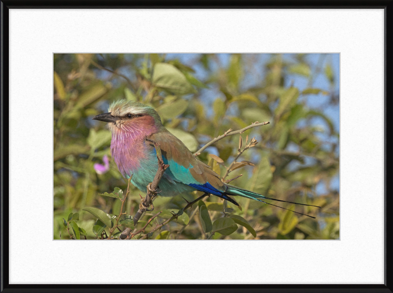 Lilac-Breasted Roller (Coracias Caudatus Caudatus) Botswana - Great Pictures Framed