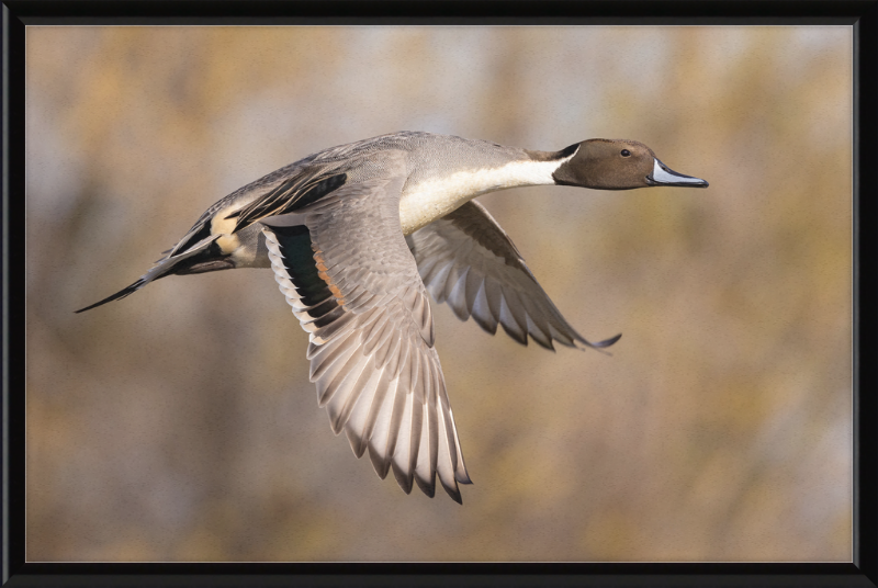 Male Northern Pintail (Anas Acuta) In Flight at Llano Seco - Great Pictures Framed