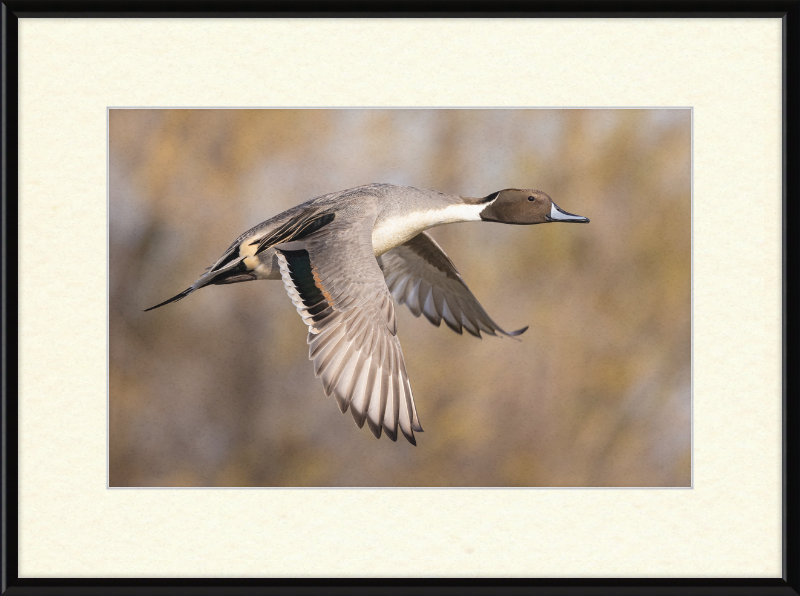 Male Northern Pintail (Anas Acuta) In Flight at Llano Seco - Great Pictures Framed
