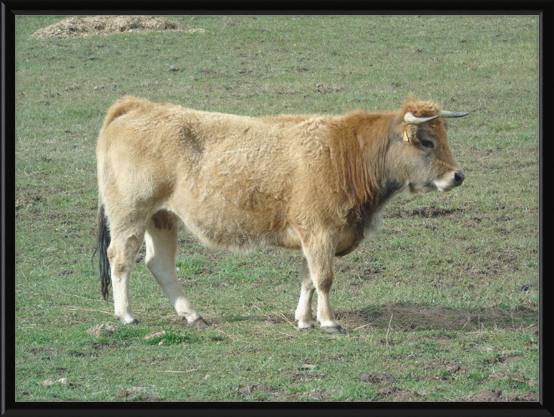 A Portrait of the San Emiliano Bull - Great Pictures Framed