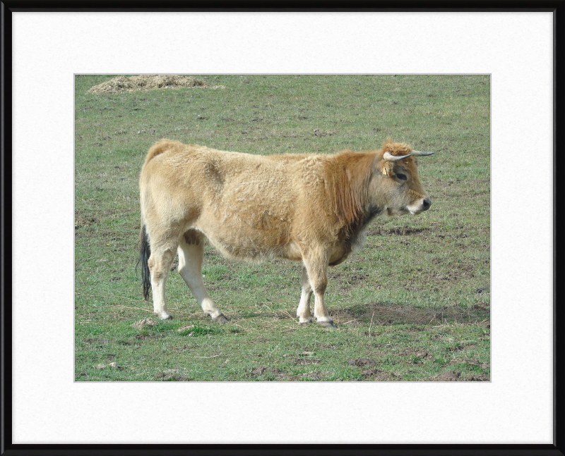 A Portrait of the San Emiliano Bull - Great Pictures Framed