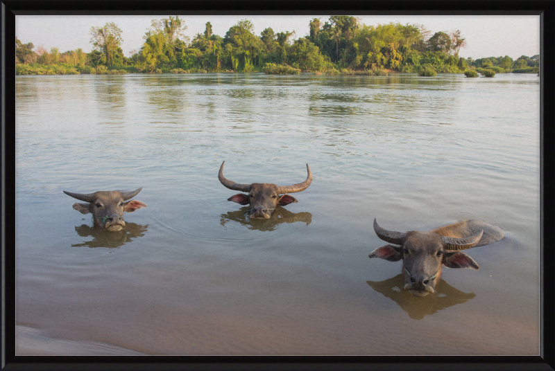 Three Buffaloes Heads Above Water in Si Phan Don - Great Pictures Framed