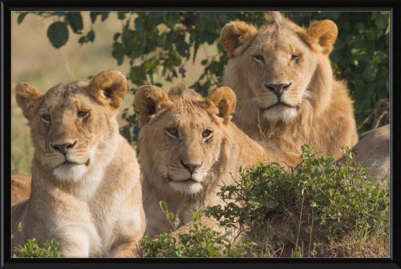 Lions Family Portrait Masai Mara - Great Pictures Framed