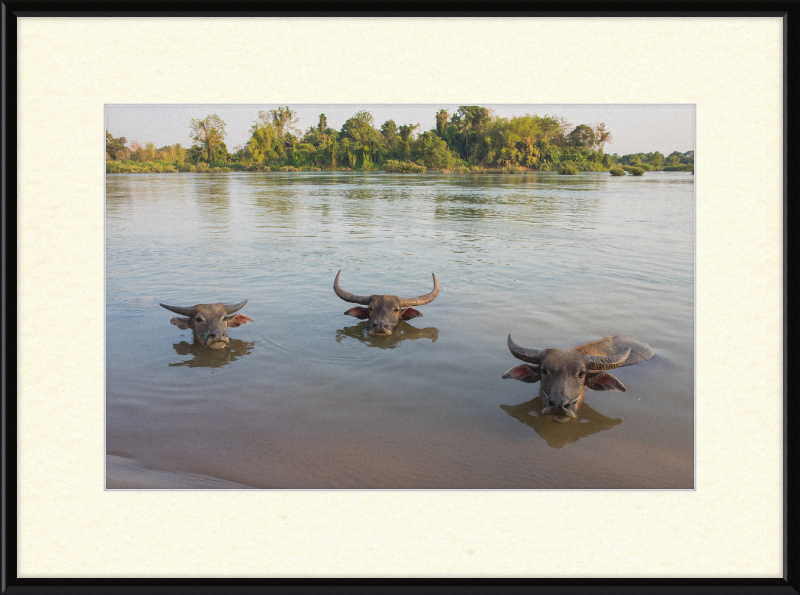 Three Buffaloes Heads Above Water in Si Phan Don - Great Pictures Framed