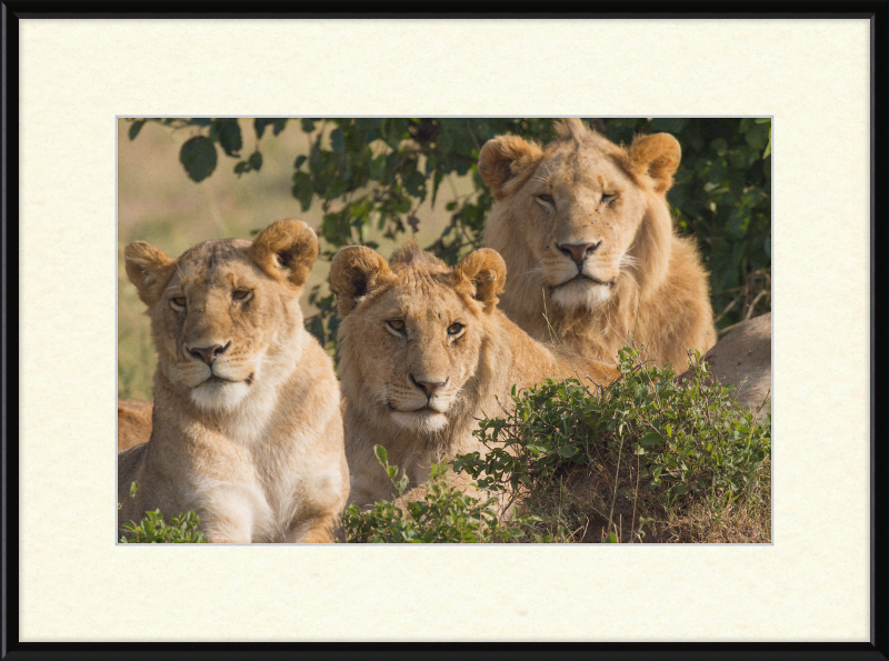 Lions Family Portrait Masai Mara - Great Pictures Framed