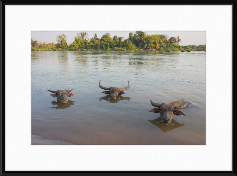 Three Buffaloes Heads Above Water in Si Phan Don - Great Pictures Framed