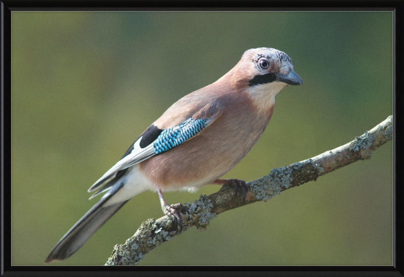 Garrulus Glandarius - Great Pictures Framed