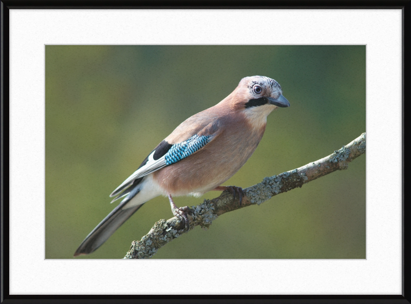 Garrulus Glandarius - Great Pictures Framed