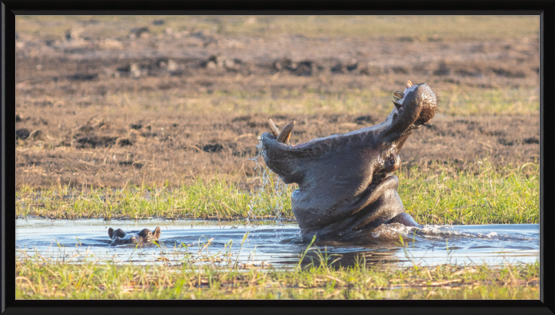 Hippopotamus amphibius, Parque Nacional de Chobe, Botswana - Great Pictures Framed