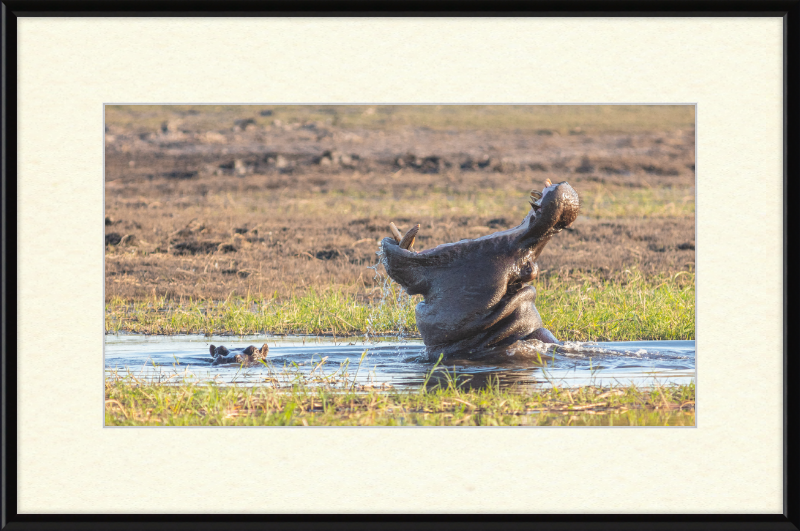 Hippopotamus amphibius, Parque Nacional de Chobe, Botswana - Great Pictures Framed